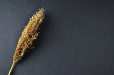 Kuru kamış kamışları gri bir masanın üzerinde duruyor. İçi de soyutlama dekorasyonu.