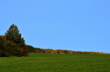 Yeşil manzaranın manzarası, sonbahar ormanının arka planına karşı mavi gökyüzünün altında bir kopya alanı ile birlikte. Yüksek kalite fotoğraf