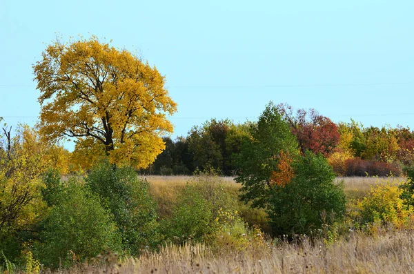 Çalının etrafında sarı yapraklar olan büyük bir ağaç, sonbahar yaprakları, tabiatta sonbahar manzarası, kopyalama alanı olan panorama. Yüksek kalite fotoğraf