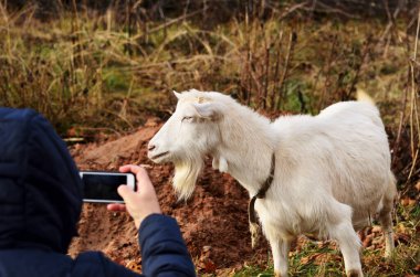 Mavi ceketli bir adam telefonunda sakalı olan bir keçiyi çıkarıyor. Tarım, çiftçilik, çiftlik hayvancılığı. Yüksek kalite fotoğraf