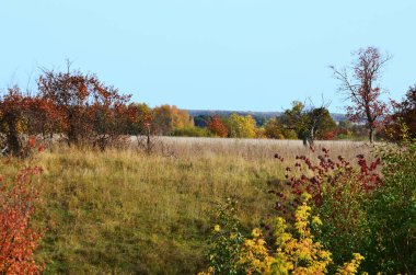 Sarı kırmızı turuncu yapraklı sonbahar ağaçlarının manzarası kopya alanı olan mavi gökyüzüne karşı. Yüksek kalite fotoğraf