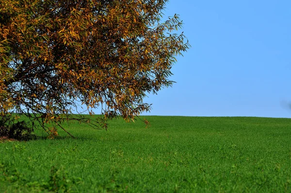 Feuillage Saules Jaunes Sur Champ Vert Allant Loin Sous Ciel — Photo