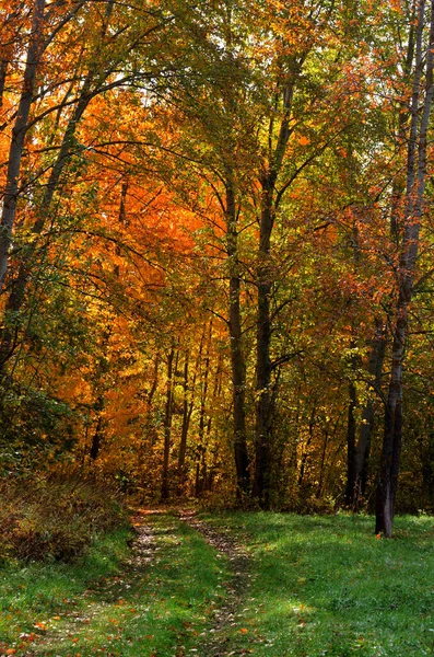 Autumn Landscape Vertical Orientation Road Going Autumn Forest High Quality — Stock Photo, Image