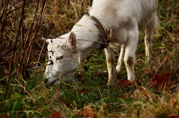 Young White Goat Has Close Grass Agriculture Farming Livestock Farming — Stock Photo, Image