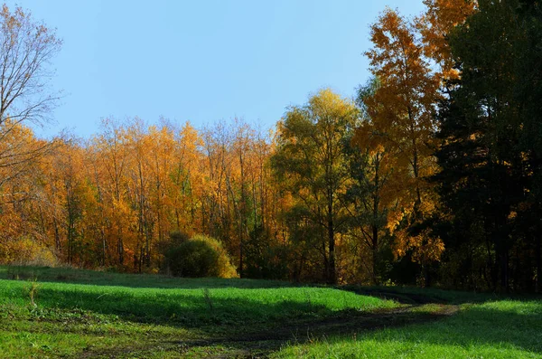 Vidéki Mélyen Őszi Erdőbe Vezet Őszi Erdő Panorámájába Kiváló Minőségű — Stock Fotó