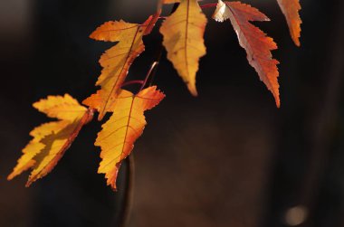 Ağacın sarı sonbahar yaprakları yakın planda, sonbaharda kopya alanı ile detaylandırılmış. Yüksek kalite fotoğraf
