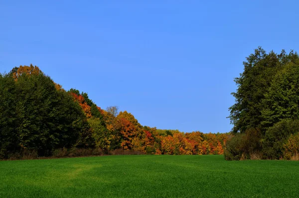 Paysage panoramique de la forêt d'automne, au premier plan herbe verte, ciel bleu avec espace de copie — Photo