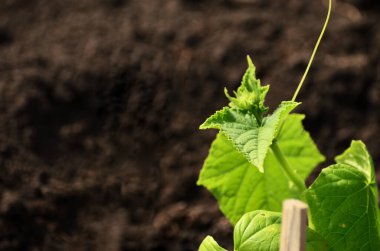 Fotokopi alanı ile zemin arkaplanına yakın plan yeşil salatalık tohumu