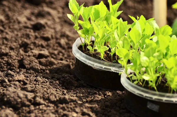 Två runda plastburkar med plantor av blommor står på marken på nära håll med en kopia utrymme — Stockfoto