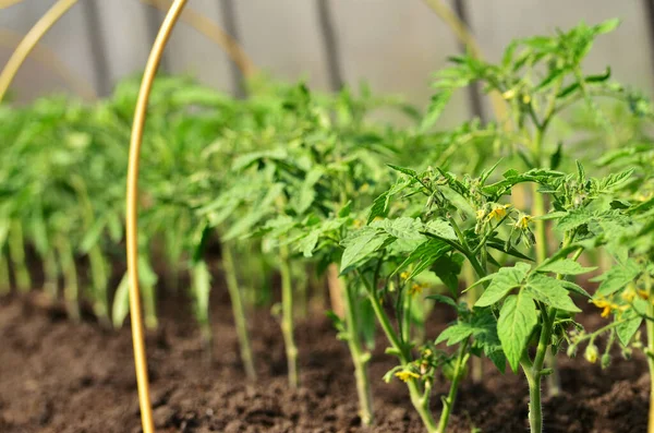 Blommande tomatplanta mot ett antal andra tomater i växthuset med kopieringsutrymme — Stockfoto