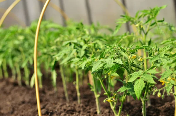 Blühende Tomatenpflanze gegen eine Reihe anderer Tomaten im Gewächshaus mit Kopierraum — Stockfoto