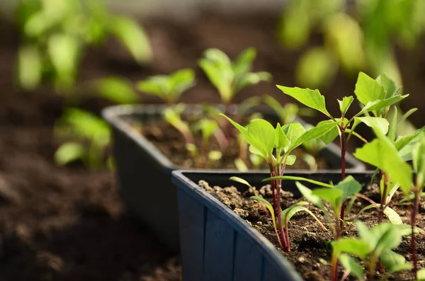 Plantblommor i en närmonterad låda med kopieringsutrymme — Stockfoto