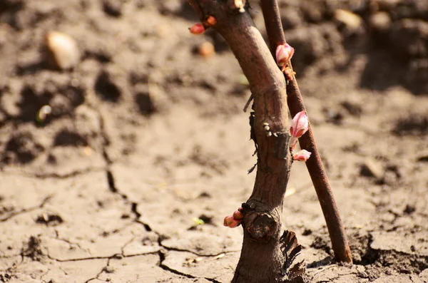 Ствол виноградной лозы с увядающими листьями на фоне высохшей земли — стоковое фото