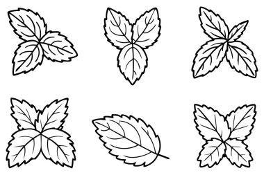 Naneli yaprak çizgisi ayrıntılı taslak