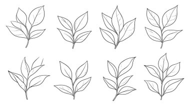 Körfez yaprağı çizgisi çizimi bir yaprağın sanatsal tasvirini detaylandırır