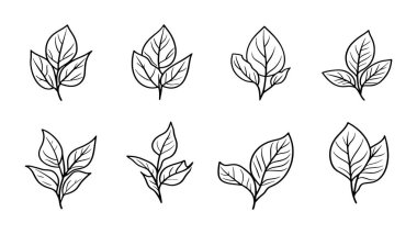 Fesleğen yaprağı çizgisi beyaz arkaplanda minimal botanik illüstrasyon