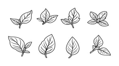 Fesleğen yaprağı çizimi basit organik yeşil bitki çizimi