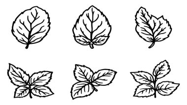 Fesleğen yaprağı çizimi sanat illüstrasyonu yaratıcı minimalist botanik yaprak çizimi