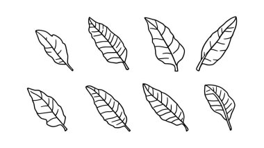 Dekorasyon için muz yaprağı çizgisi minimalist siyah ve beyaz çizimi