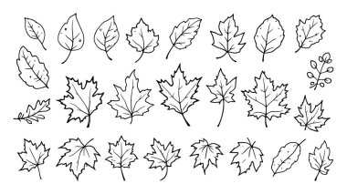 Sonbahar yaprakları seti vektör çizimi