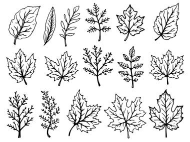 Sonbahar yaprakları vektör çizgisi güzellik doğası sadeliğini davet eder