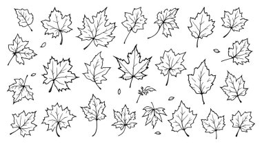 Sonbahar yaprakları beyaz bir arka plan üzerinde izole kümesi