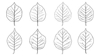 Kül yaprağı çizgisi. Zarif botanik çizimi. Karmaşık detaylarla.