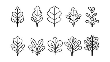 Arugula yaprağı çizimi. Tek renkli botanik çizimi.