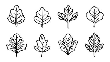 Arugula yaprağı çizgisi. Yaratıcı bitki çizimi. Karmaşık çizgi detaylarıyla.