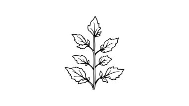 Tasarım ilhamı için Anise Hyssop çizgisi sanat çizimi botanik çizimi