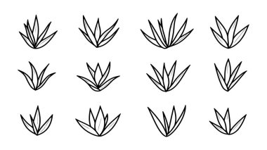 Aloe Vera Yaprak çizgisi doğanın detaylı botanik sanat eseri çizimi
