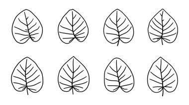 Alocasia çizgisi beyaz arkaplanda zarif botanik çizimi