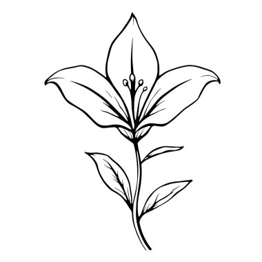 Zambak çizgisi için beyaz üzerine siyah bir sembol zarif çiçek çizimi