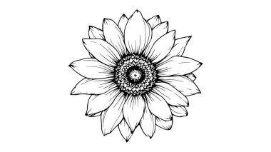 Hassas Ayçiçeği Sanat Çizgisi Tasarımı Basit Kesinlikte