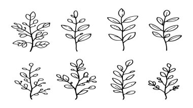 Okaliptüs yaprak çizgisi sanat doğası zarif el yazısından esinlenmiştir.