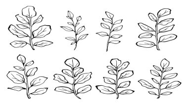 Okaliptüs yaprak çizgisi modern boho tarzı siyah mürekkep çizimi