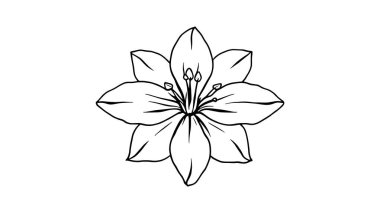 Paskalya Zambağı çizimi sanat çizimleri narin ve karmaşık botanik çizimleri