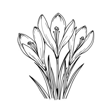 Crocus çizgisi siyah beyaz çiçek tasarımı çizim çizimi