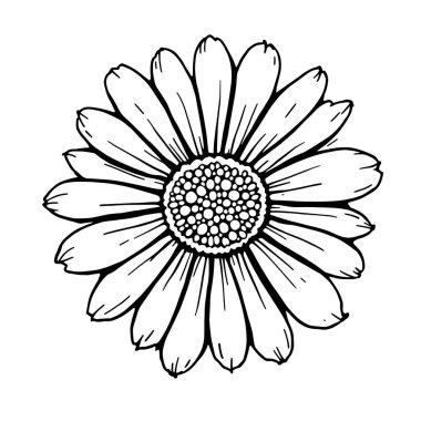 Daisy çizgi sanatı ebedidir botanik saflığı modern görünüme davet eder