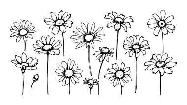 Zarif Daisy taslak çizimi sanat zarif papatya çiçeği botanik sanatı