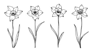 Nergislerin çiçek çizgisi sadelikle detaylandırılmış zarif çiçek tasarımı