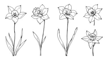 Nergislerin çiçek çizgileri, sanat eserleri, güzel doğa, asgari sanattan esinlenmiştir.