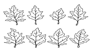 Tasarım ilhamı için kayın yaprağı çizimi detaylı botanik çizimi