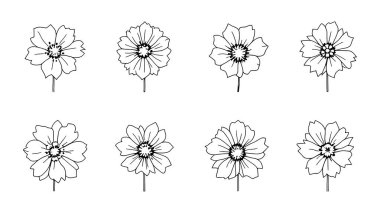 Borage çizgisi güzel bir botanik çiçeğinin el çizimi.