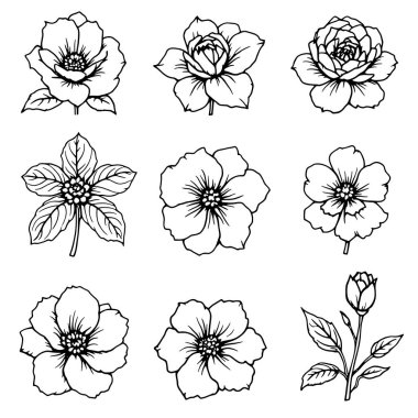 kamelya çizgisi sanat çiçekleri zarif ince çizgilerle ifade edilir.