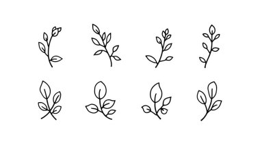 Zarif botanik detaylarıyla Yasemin Yaprağı çizimi