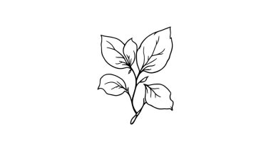 Jasmine Leaf çizimi basit ama güzel bir bitki çizimi.