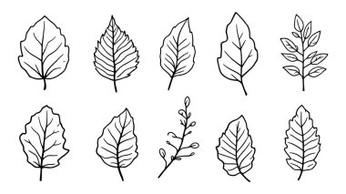Yaprak vektörü simgeleri Eko yaprağı logo çizgisi sanat minimum tasarımı