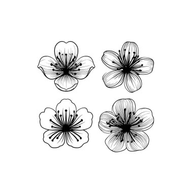 Çekirge Ağacı Çiçeği Çizgisi Resim Çizimi