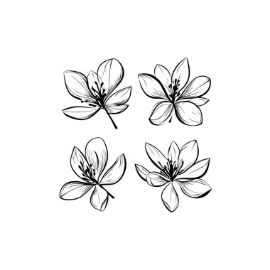 Çekirge Ağacı Çiçeği Sanat Çizgisi Vektörü